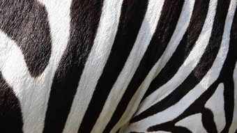 Tansania Zebra Fell eines Zebras