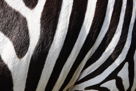 Fell eines Zebras