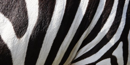Fell eines Zebras