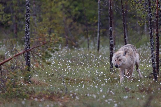 Wolf im Wald ziwschen Wollgras