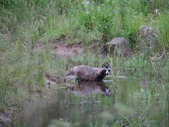 Marderhund läuft durch Wasser