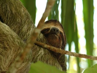Nahaufnahme von einem Dreizehenfaultier welches in einem Baum hängt