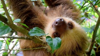 Ein braunes Faultier hängt kopfüber an einem Ast