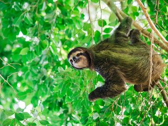 Ein Faultier auf Nahrungssuche in der Baumkrone.