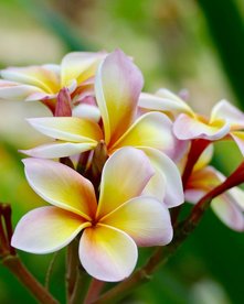 Frangipani-Blüte auf Sansibar