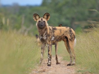 Wildhund auf einem Wildwechsel