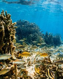 Panama Unterwasser Fische schwimmen bei Korallen in glasklarem Wasser