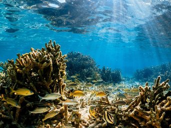 Fische schwimmen bei Korallen in glasklarem Wasser