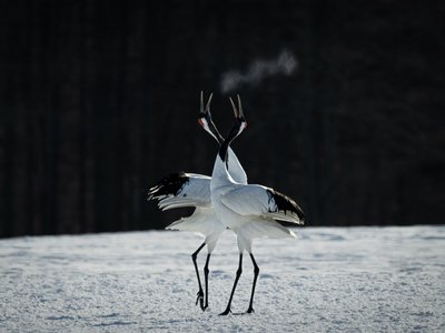 Mandschurenkraniche im Schnee