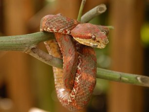 Eine hochgiftige Greifschwanz Lanzenotter umschlängelt einen Ast in Costa Rica.