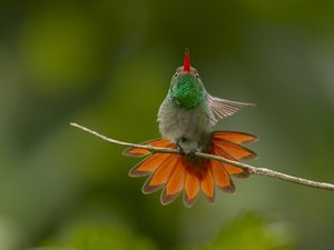 Kolibri mit orangenem Schwanz auf einem Ast