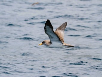 Sepiasturmtaucher im Flug über dem Meer