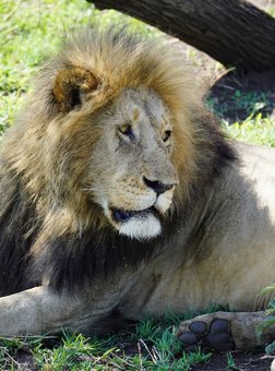Ein Löwenmännchen liegt im Schatten