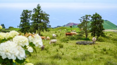 Kühe grasen auf den grünen Wiesen der Azoren