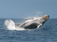 walbeobachtung azoren