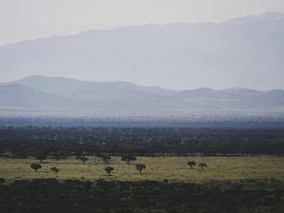 Savannenlandschaft im Vordergrund und Bergwald im Hintergrund des Queen Elizabeths Parks