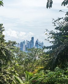 Panama-Stadt durch die Blätter des Regenwaldes hindurch