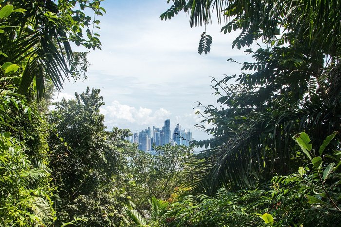 Panama-Stadt durch die Blätter des Regenwaldes hindurch