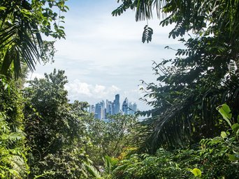 Panama-Stadt durch die Blätter des Regenwaldes hindurch
