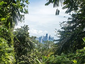 Panama-Stadt durch die Blätter des Regenwaldes hindurch