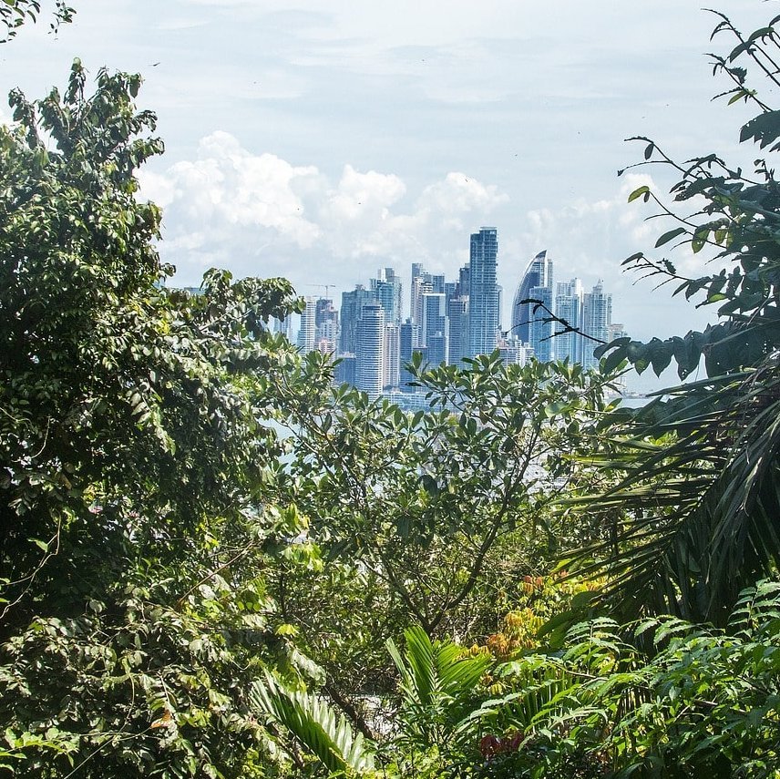 Panama-Stadt durch die Blätter des Regenwaldes hindurch