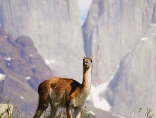 Patagonien Torres del Paine Nationalpark Guanaco Guanaco vor den Tres Torres im Torres del Paine Nationalpark