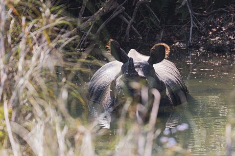 Ein Panzernashorn badet in einem klaren Bach