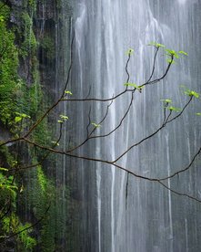 Auschnitt von einem Wasserfall in grünem Dickicht
