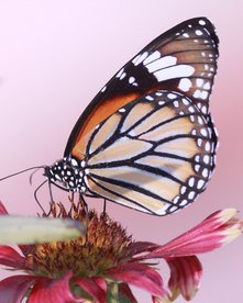 Monarchfalter auf einer rosa Blume