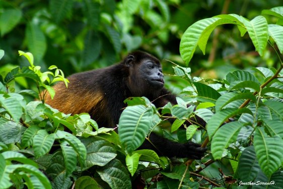 Ein Brüllaffe auf Nahrungssuche im Regenwald von Costa Rica.