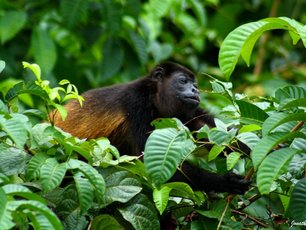 Ein Brüllaffe auf Nahrungssuche im Regenwald von Costa Rica.