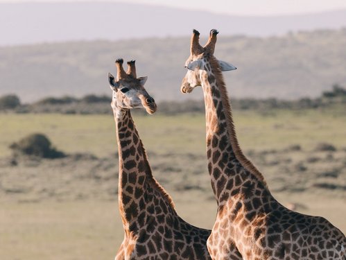 Zwei Giraffen in der Savanne