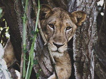 Löwin in einem Baum in Uganda