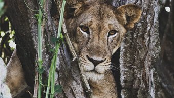 Uganda Baumlöwe Löwin in einem Baum in Uganda