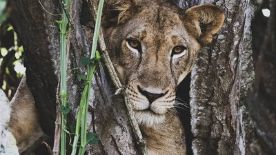 Löwin in einem Baum in Uganda