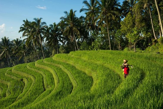 Mensch läuft durch eine Reisterrasse in Bali