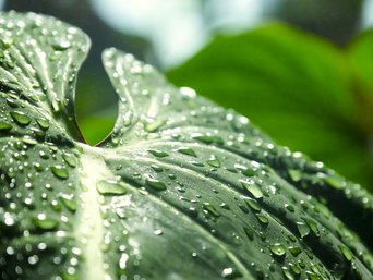 Monsterablatt mit Regentropfen