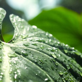 Monsterablatt mit Regentropfen