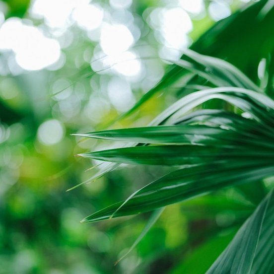 Dichter Dschungel Grünes Blatt im Dschungel