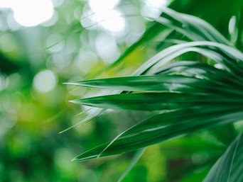 Grünes Blatt im Dschungel