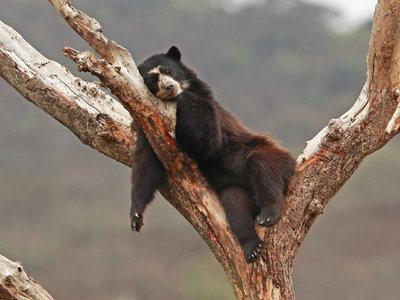 Unbekanntes Peru: Gemütlicher Brillenbär im Reservat Chaparrí. 