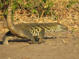 Nilwaran in Botswana in Nahaufnahme
