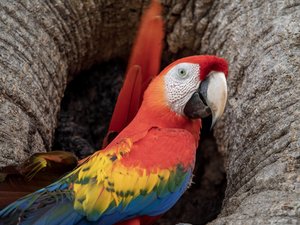Rot-gelb-blauer Papagei vor einem Astloch