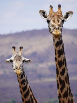 Zwei Giraffen schauen in die Kamera