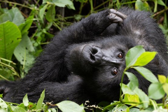 Uganda Reisen - Berggorilla schaut direkt in die Kamera