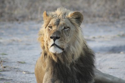 Männlicher Löwe von vorne in Namibia