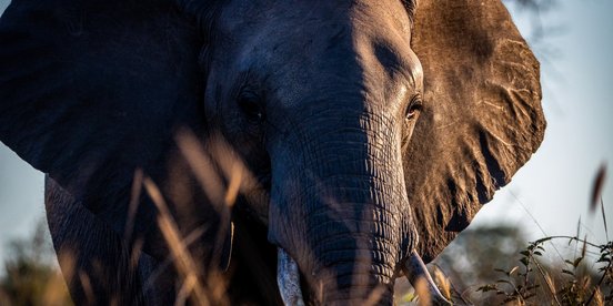 Elefant im Sonnenuntergang