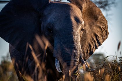 Elefant im Sonnenuntergang