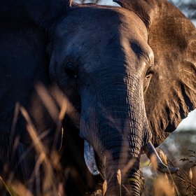Elefant im Sonnenuntergang