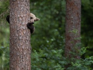 Braunbär versteckt sich hinter einem Baum